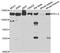 Helicase, Lymphoid Specific antibody, orb178580, Biorbyt, Western Blot image 