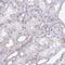 INO80 Complex Subunit C antibody, NBP2-14123, Novus Biologicals, Immunohistochemistry paraffin image 