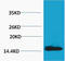 H2A Histone Family Member X antibody, A00241Y142, Boster Biological Technology, Western Blot image 