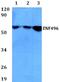 Zinc Finger Protein 496 antibody, A13332, Boster Biological Technology, Western Blot image 