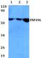 Zinc finger protein 496 antibody, A13332, Boster Biological Technology, Western Blot image 