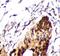 RCC1 Like antibody, FNab10745, FineTest, Immunohistochemistry paraffin image 