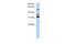 Tripartite Motif Containing 9 antibody, PA5-40966, Invitrogen Antibodies, Western Blot image 