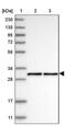 NECAP Endocytosis Associated 2 antibody, PA5-55760, Invitrogen Antibodies, Western Blot image 