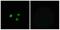 Olfactory Receptor Family 5 Subfamily M Member 9 antibody, A17571, Boster Biological Technology, Immunofluorescence image 