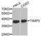 TIMP Metallopeptidase Inhibitor 3 antibody, LS-C331503, Lifespan Biosciences, Western Blot image 