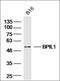 Human Papilloma Virus Type 16-E7  antibody, orb10573, Biorbyt, Western Blot image 