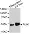 Perilipin 3 antibody, LS-C334960, Lifespan Biosciences, Western Blot image 