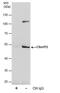 C9orf72-SMCR8 Complex Subunit antibody, MA5-27865, Invitrogen Antibodies, Immunoprecipitation image 