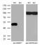 RB Binding Protein 7, Chromatin Remodeling Factor antibody, M03708-1, Boster Biological Technology, Western Blot image 
