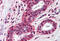 Toll Like Receptor 4 antibody, MBS245186, MyBioSource, Immunohistochemistry frozen image 