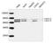 Lamin A/C antibody, LS-C203167, Lifespan Biosciences, Western Blot image 