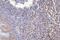CD5 Molecule antibody, M00480-2, Boster Biological Technology, Immunohistochemistry frozen image 