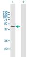 AlkB Homolog 1, Histone H2A Dioxygenase antibody, H00008846-B01P, Novus Biologicals, Western Blot image 