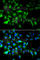 MYD88 Innate Immune Signal Transduction Adaptor antibody, A0980, ABclonal Technology, Immunofluorescence image 