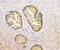 Kallikrein Related Peptidase 3 antibody, A01505-3, Boster Biological Technology, Immunohistochemistry paraffin image 