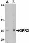 G Protein-Coupled Receptor 3 antibody, LS-B4322, Lifespan Biosciences, Western Blot image 