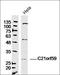 Cilia And Flagella Associated Protein 298 antibody, orb156008, Biorbyt, Western Blot image 