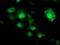 Nudix Hydrolase 18 antibody, LS-C173487, Lifespan Biosciences, Immunofluorescence image 