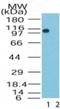 Lysine Demethylase 1A antibody, NB100-56475, Novus Biologicals, Western Blot image 