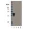 Sirtuin 5 antibody, BML-SA464-0100, Enzo Life Sciences, Western Blot image 
