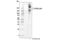 Protein Tyrosine Phosphatase Receptor Type F antibody, 17164S, Cell Signaling Technology, Western Blot image 