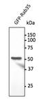 RAB35, Member RAS Oncogene Family antibody, AB0198-200, Origene, Western Blot image 