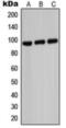NEDD4 E3 Ubiquitin Protein Ligase antibody, orb317663, Biorbyt, Western Blot image 