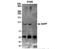 Protein Phosphatase 1 Regulatory Subunit 13 Like antibody, NB100-88155, Novus Biologicals, Immunoprecipitation image 