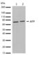 Alpha Fetoprotein antibody, 710486, Invitrogen Antibodies, Western Blot image 
