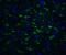 Toll Interacting Protein antibody, 3741, ProSci, Immunofluorescence image 