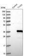 TRNA-YW Synthesizing Protein 3 Homolog antibody, NBP1-88492, Novus Biologicals, Western Blot image 