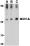 Mitochondrial Antiviral Signaling Protein antibody, AHP1702, Bio-Rad (formerly AbD Serotec) , Immunohistochemistry paraffin image 