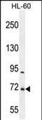 WD Repeat Domain 93 antibody, PA5-48220, Invitrogen Antibodies, Western Blot image 