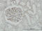 CAMP Responsive Element Binding Protein 1 antibody, 51-903, ProSci, Immunohistochemistry paraffin image 