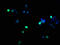 Histone Cluster 1 H1 Family Member B antibody, LS-C673220, Lifespan Biosciences, Immunofluorescence image 
