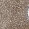 Endoplasmic Reticulum-Golgi Intermediate Compartment 1 antibody, NBP1-83962, Novus Biologicals, Immunohistochemistry paraffin image 