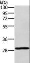 Ectodysplasin A2 Receptor antibody, LS-C401623, Lifespan Biosciences, Western Blot image 