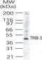 Tribbles Pseudokinase 3 antibody, NB100-56398, Novus Biologicals, Western Blot image 