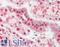 Heat Shock Protein 90 Alpha Family Class B Member 1 antibody, LS-B10956, Lifespan Biosciences, Immunohistochemistry frozen image 