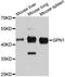 GPN-Loop GTPase 1 antibody, A12167, ABclonal Technology, Western Blot image 