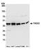 THO Complex 3 antibody, A304-870A, Bethyl Labs, Western Blot image 