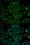 Triosephosphate Isomerase 1 antibody, orb167194, Biorbyt, Immunofluorescence image 