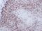 Non-POU Domain Containing Octamer Binding antibody, PA5-27408, Invitrogen Antibodies, Immunohistochemistry frozen image 