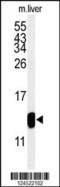 TMIE antibody, 64-099, ProSci, Western Blot image 