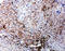 Lymphotoxin Beta Receptor antibody, LS-C313101, Lifespan Biosciences, Immunohistochemistry paraffin image 