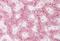 Trans-Golgi Network Protein 2 antibody, NBP1-62556, Novus Biologicals, Immunohistochemistry paraffin image 