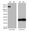 Ubiquitin Specific Peptidase 48 antibody, M09214, Boster Biological Technology, Western Blot image 