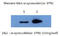 Non-A beta component of AD amyloid antibody, AM26404PU-L, Origene, Western Blot image 