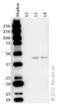 Citrate Synthase antibody, ab96600, Abcam, Western Blot image 